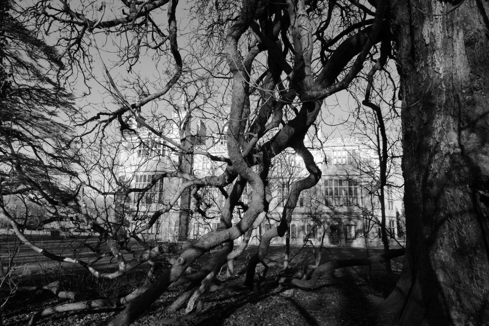 Branching Out at Audley End - Andy Barnes